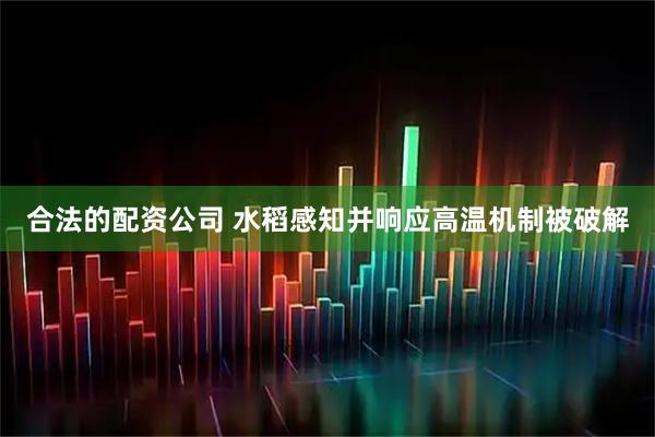 合法的配资公司 水稻感知并响应高温机制被破解
